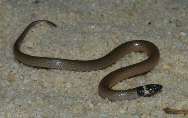 Small, smooth, tan snake with a black head, white ring, and dark collar.