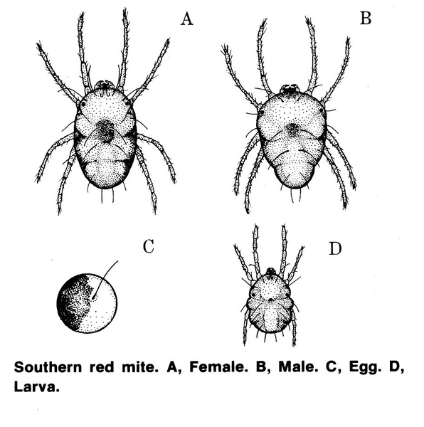 Life stages of the southern red mite