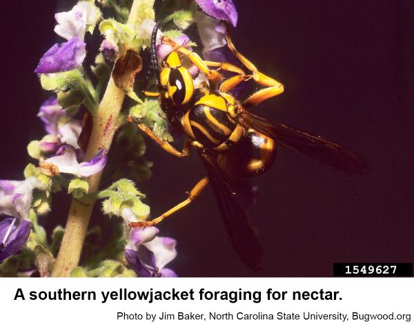 Yellowjackets in the Landscape | NC State Extension Publications