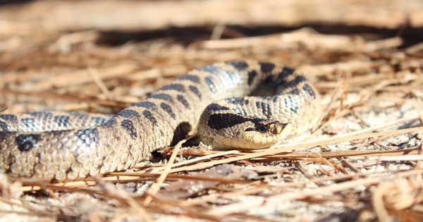 Light brown snake with dark spots, rough scales, and upturned snout.