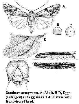 Southern armyworm. A. Adult. B-D. Eggs (enlarged) and egg mass.