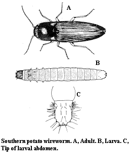 Southern potato wireworm. A. Adult. B. Larva. C. Tip of larval a