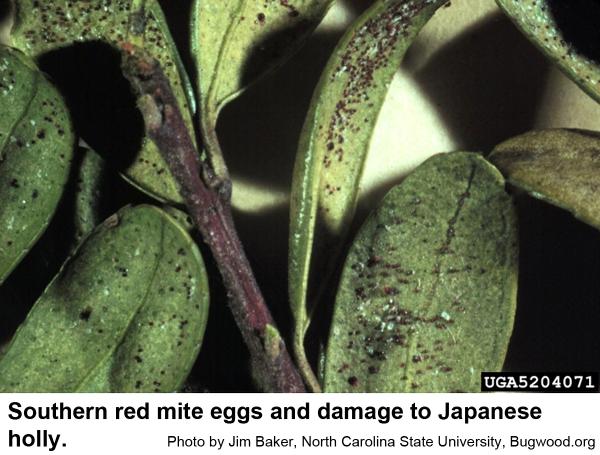Southern red mites survive very hot and very cold weather as egg