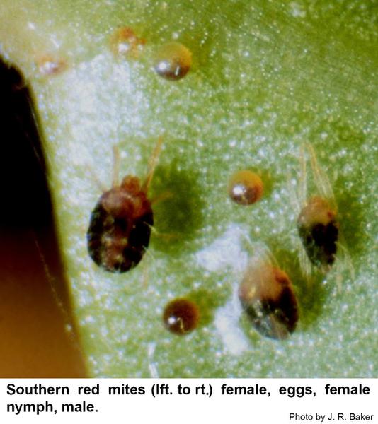 southern red mite