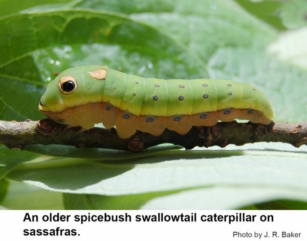 An older spicebush swallowtail caterpillar on sassafras