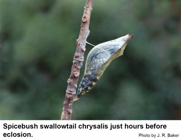 A chrysalis just hours before eclosion.