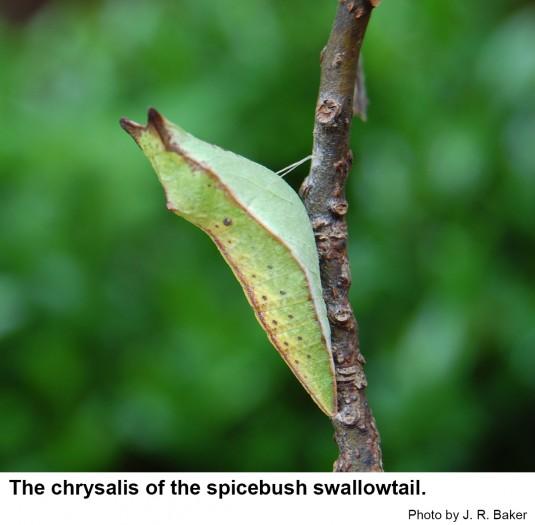 The spicebush swallowtail chrysalis is either green or brown.