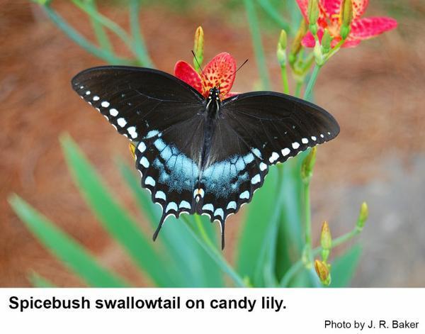The markings of a spicebush swallowtail are usually greenish blu