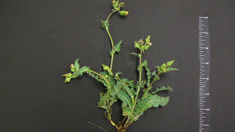 Spiny sowthistle growth habit.