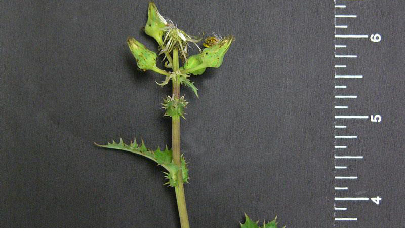 Spiny sowthistle growth habit.
