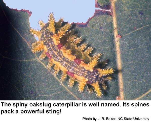 Spiny Oakslug | NC State Extension Publications