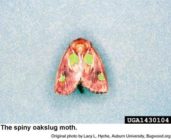 This spiny oakslug moth