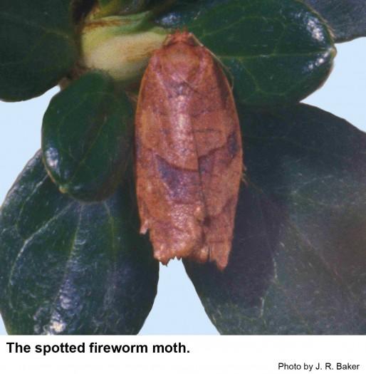 Spotted fireworm moths are about 3/8 inch long.
