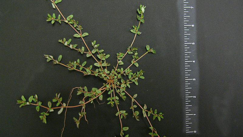 Thumbnail image for Spotted Spurge