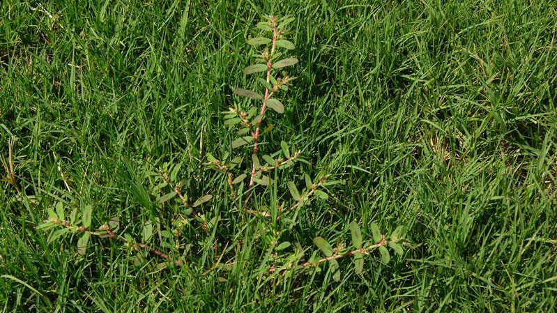 Spotted spurge growth habit.