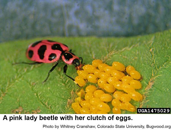 pink lady beetle eggs