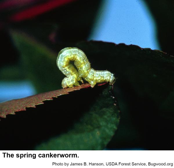 spring cankerworm larva