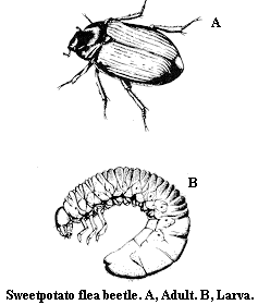 Spring rose beetle. A. Adult. B. Larva.