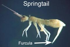 Figure 1. Springtail.