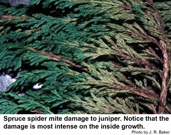 Spruce spider mite damage on juniper.