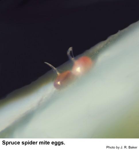 Spruce spider mite eggs have a slender stipe.