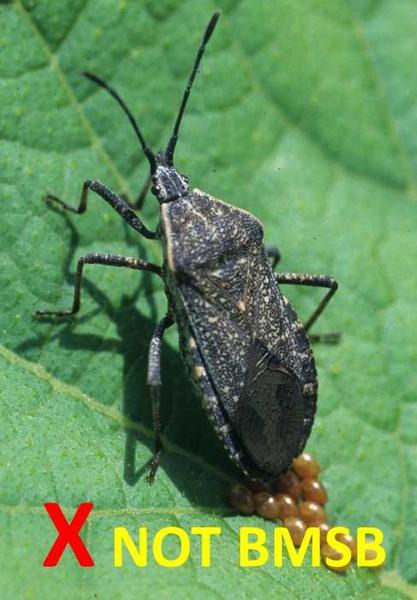 Look alike species: Squash bug (Anasa tristis).