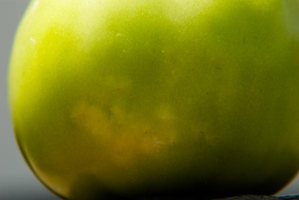 Stink bug damage on green tomato.