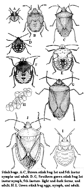 Illustration of stink bug life stages