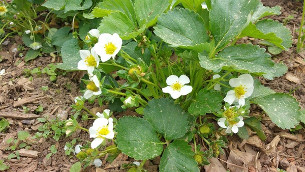 A flowering strawberry plant.