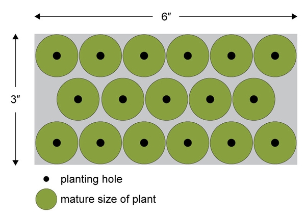 Illustration of staggered plant spacing of 17 plants in a 6-foot by 3-foot plot.