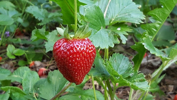 A ripe strawberry on the vine.