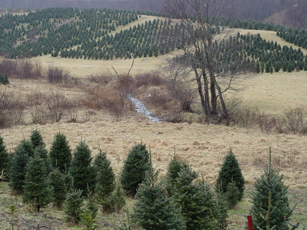 Winter scene of a grass field border and a small stream with tributaries lined with shrubs and trees
