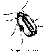 Striped flea beetle.