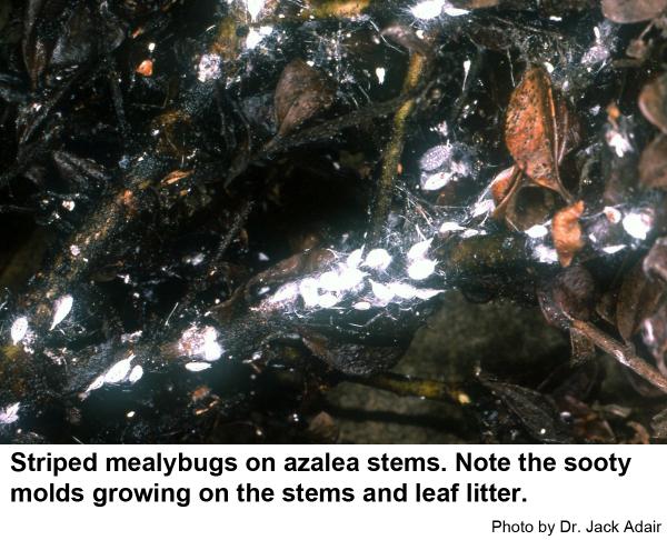 Striped mealybugs tend to infest nursery stock