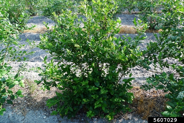 Symptoms of blueberry stunt phytoplasma