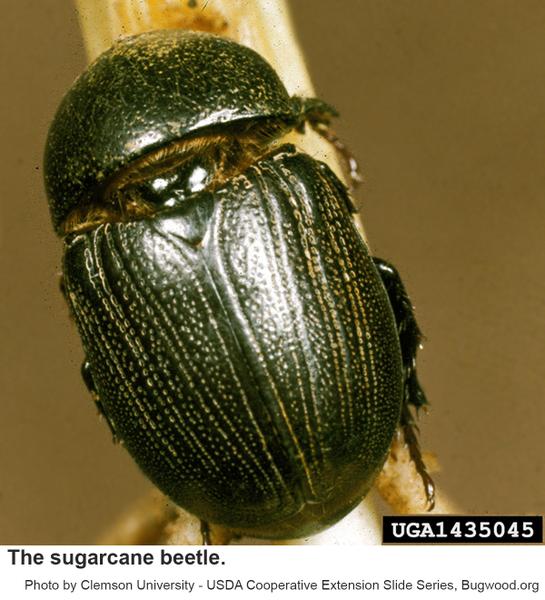 Sugarcane beetles are