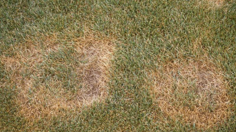 Summer patch stand symptoms