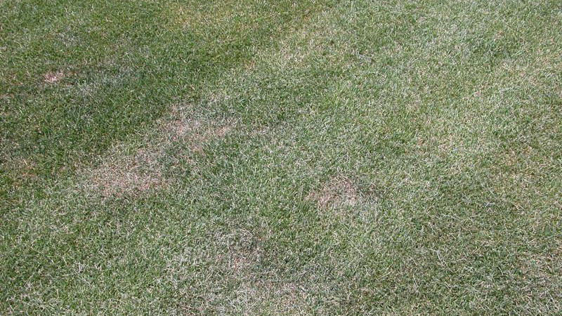 Summer patch stand symptoms.