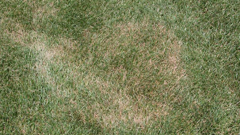 Summer patch stand symptoms.