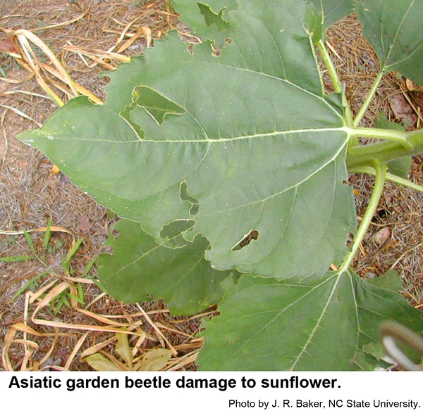 Asiatic garden beetles chew o