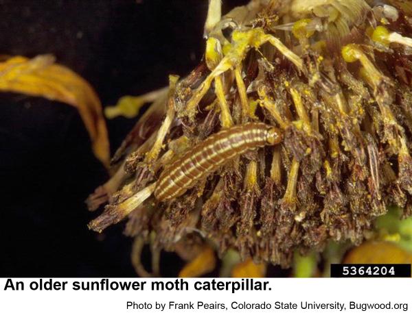 Sunflower moth caterpillar