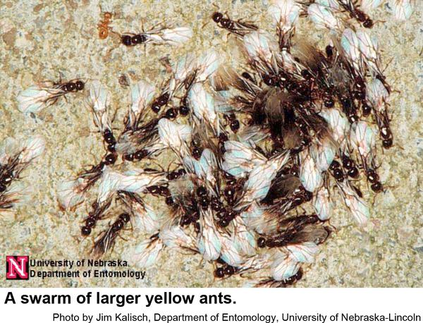 Larger yellow ants usually swarm