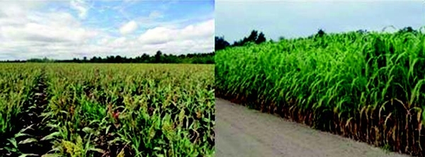 Thumbnail image for Sweet Sorghum Production to Support Energy and Industrial Products