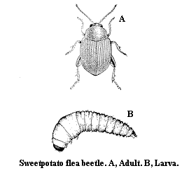 Sweetpotato flea beetle. A. Adult. B. Larva.