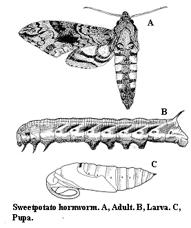 Sweetpotato hornworm. A. Adult. B. Larva. C. Pupa.