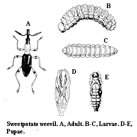 Sweetpotato weevil. A. Adult. B-C. Larva. D-E. Pupae.