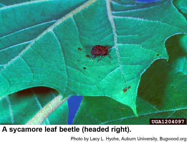 Sycamore leaf beetle