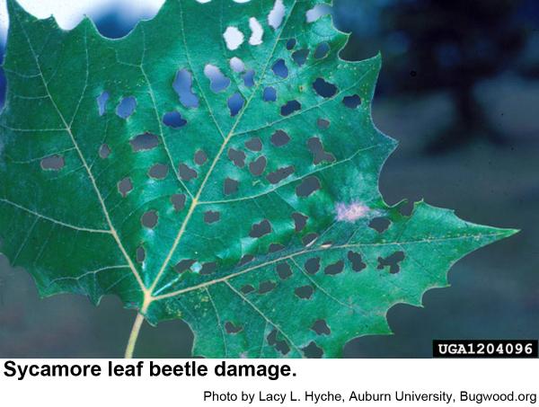 Sycamore leaf beetles chew holes through leaves.