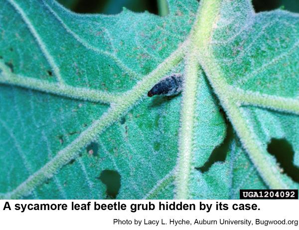 The sycamore leaf beetle grub is completely hidden inside its ca