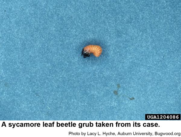 Sycamore leaf beetle grub